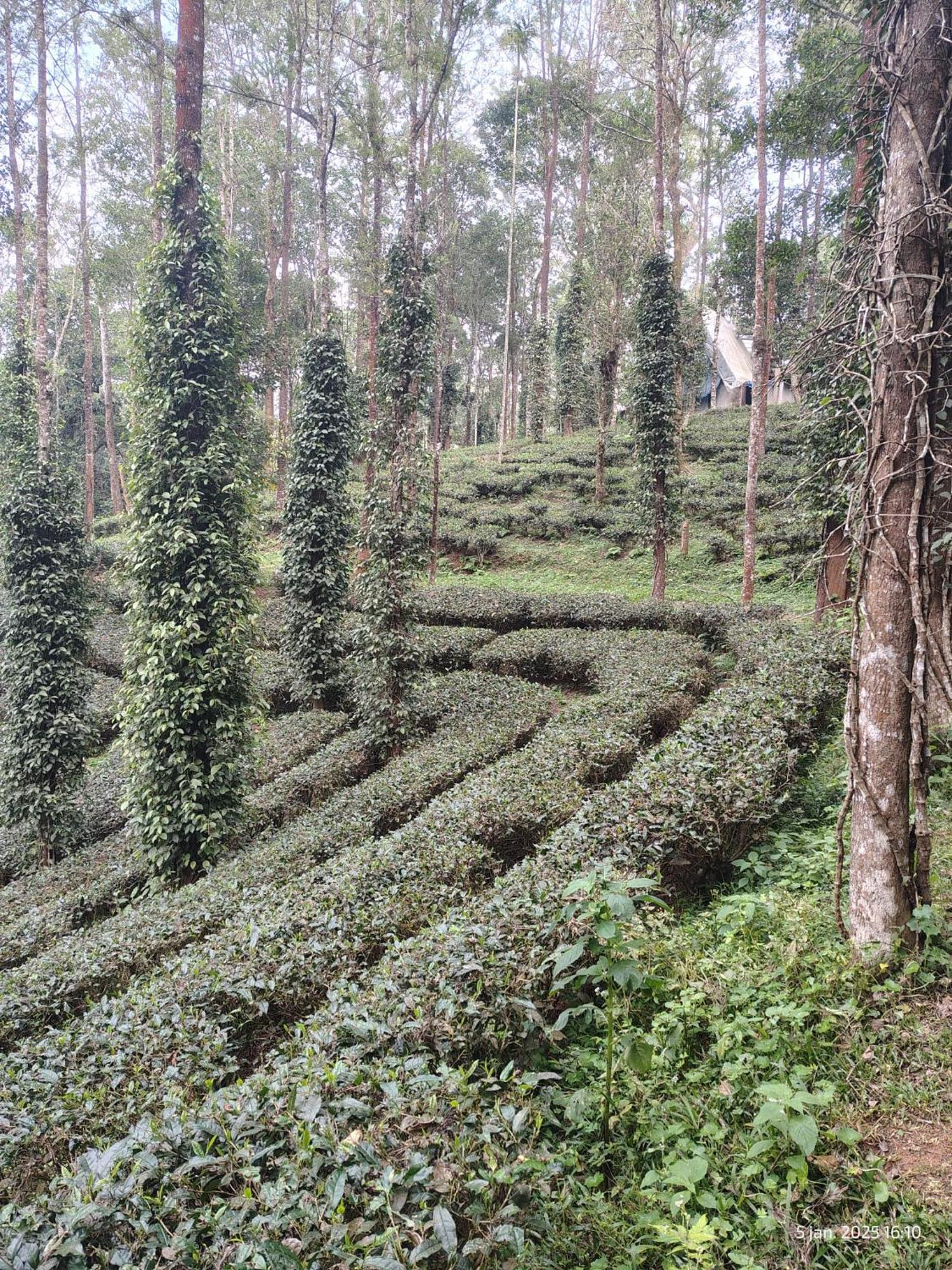 Jungle Jive Treehouse And Farm House Munnar Eksteriør bilde